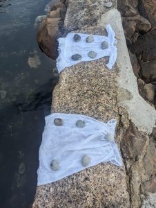 photo of wet baby dresses held down by stones