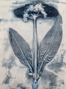 cowslip print for herbal and medicinal plant art project